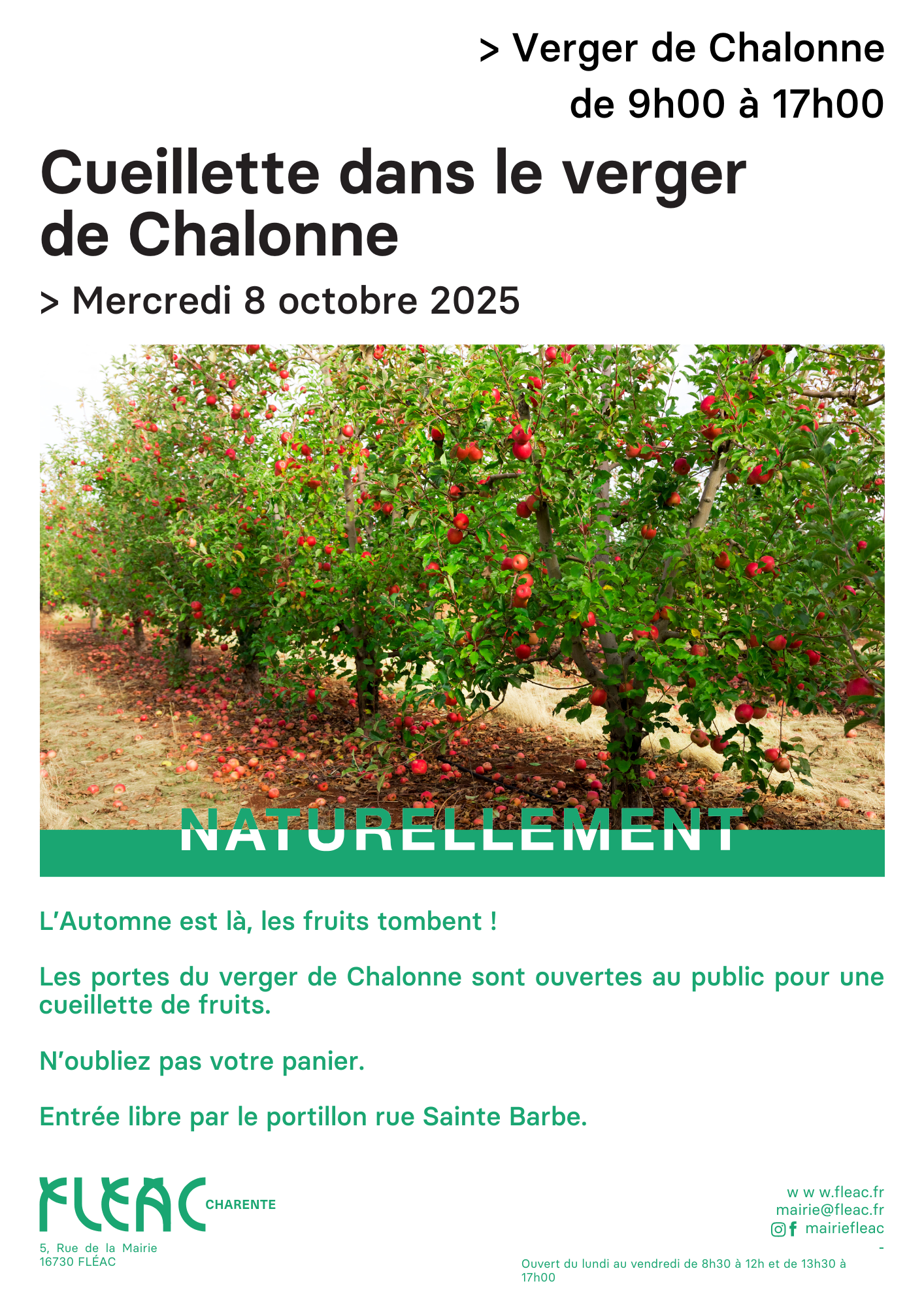 Cueillette dans le verger de Chalonne